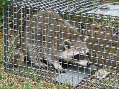 Professional Raccoon Trapping - Critter Control - Raccoon Trapping for Home