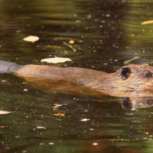 Beaver Removal Services In Chapel Hill NC