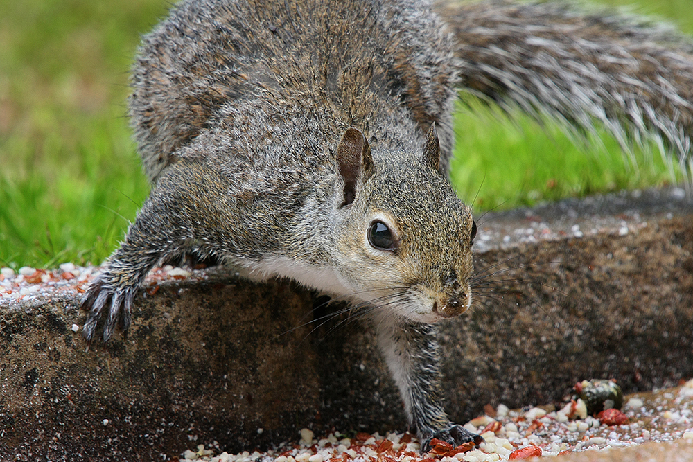 Summer Behavior Patterns in Squirrels - KP Wildlife Control