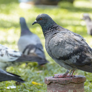 Bird Removal Services In Chapel Hill NC