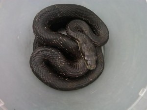 Snake & reptile removal in Chapel Hill