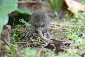 vole removal services - ASAP Wildlife
