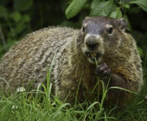 Groundhog removal services - ASAP Wildlife