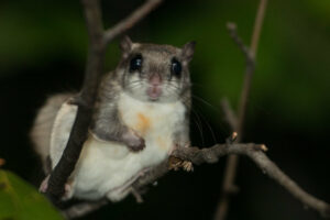 Flying Squirrel Trapping Services