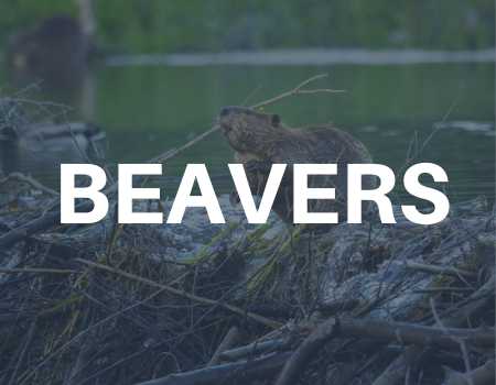 beaver removal services