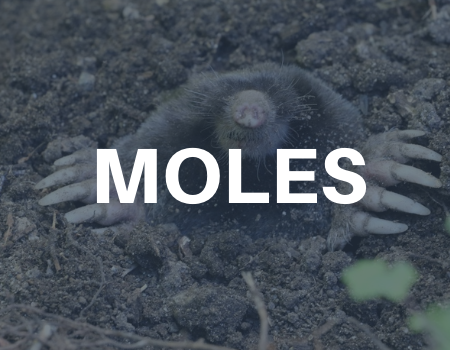 mole removal services