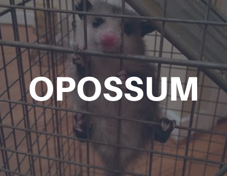 opossum removal services